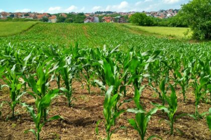 découvrez notre dildo biodégradable, conçu pour allier plaisir et respect de l'environnement. fabriqué à partir de matériaux durables, il offre une expérience unique tout en minimisant l'impact écologique. optez pour une intimité consciente et écoresponsable.