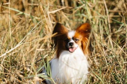 découvrez notre incroyable jouet papillon, alliant couleur et magie pour éveiller l'imagination des enfants. avec ses ailes vibrantes et son design captivant, ce jouet est parfait pour des heures de jeu et d'apprentissage en toute sécurité. idéal comme cadeau pour les petits amoureux de la nature !