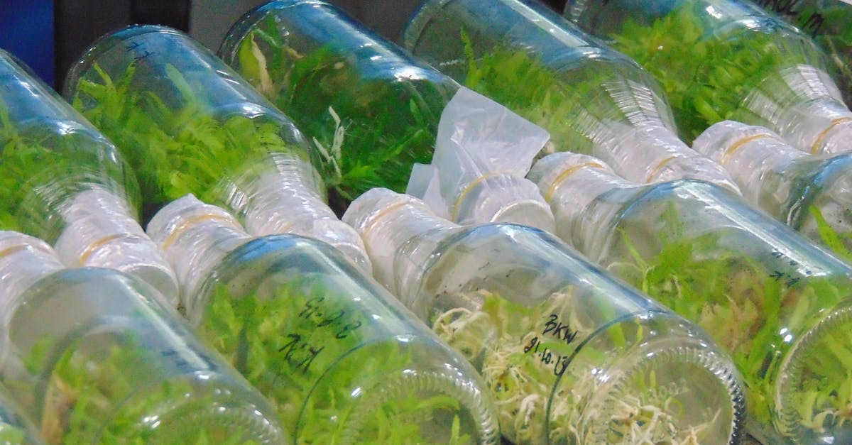 découvrez le vibro bebop, un accessoire innovant qui allie design moderne et technologie avancée pour une expérience de relaxation inégalée. plongez dans un monde de sensations uniques et laissez-vous emporter par ses vibrations apaisantes.