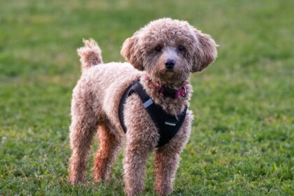 découvrez notre vaste sélection de sex toys pour pimenter votre vie intime. des articles pour tous les goûts et toutes les envies, conçus pour stimuler votre plaisir et explorer de nouvelles sensations en solo ou en duo. trouvez l'accessoire parfait pour élever votre expérience érotique.