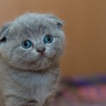 découvrez tout sur les chats : conseils d’adoption, soins quotidiens, alimentation, races populaires et astuces pour vivre en harmonie avec votre félin.