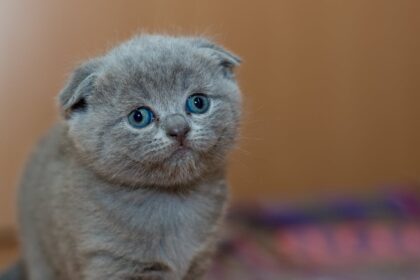 découvrez tout sur les chats : conseils d’adoption, soins quotidiens, alimentation, races populaires et astuces pour vivre en harmonie avec votre félin.