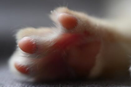 découvrez ce qu'est un 'cat burglar', un cambrioleur agile et silencieux spécialiste des effractions discrètes, et explorez les techniques et histoires de ces voleurs d'élite.