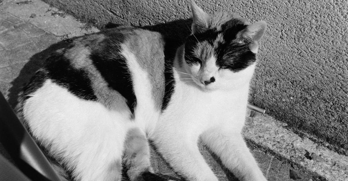 découvrez l'histoire drôle et attachante d'un chat voleur, maître dans l'art de dérober petits objets et cœurs, à travers des anecdotes amusantes.