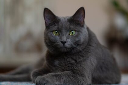 découvrez l'histoire drôle et étonnante d'un chat voleur, ses aventures quotidiennes et les objets insolites qu'il dérobe à ses voisins. un récit captivant pour les amoureux des chats !