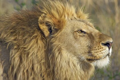 découvrez la notion de dominance : définition, exemples et implications dans différents contextes sociaux, psychologiques et comportementaux. comprenez comment la dominance influence les relations et les dynamiques de groupe.