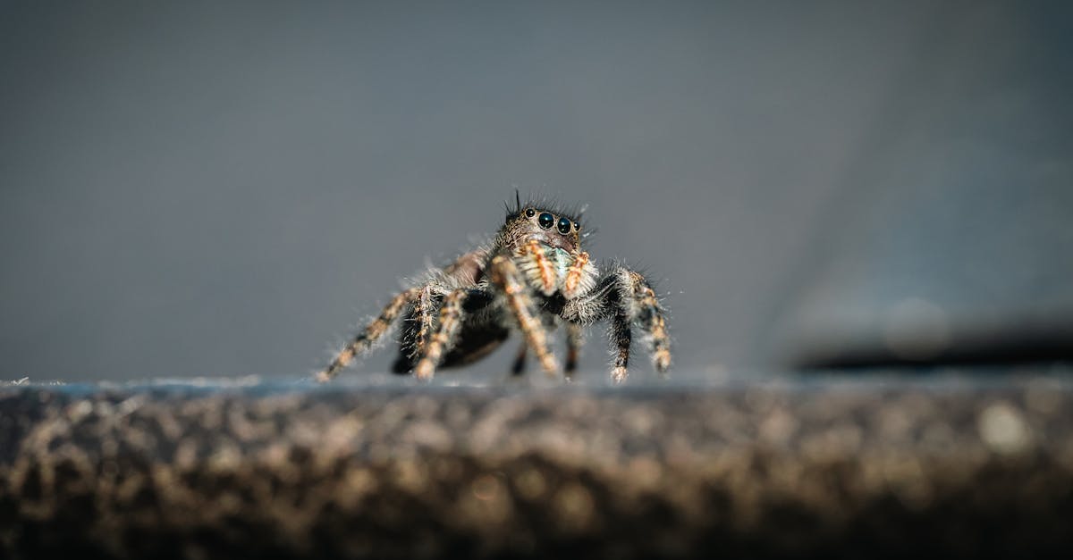 découvrez notre sélection de menottes en fourrure, accessoires ludiques et confortables pour pimenter vos moments à deux en toute sécurité et douceur.