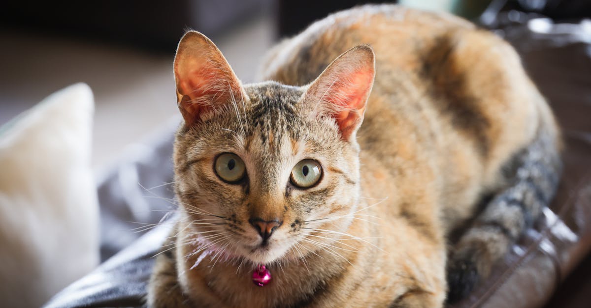 découvrez les menottes en fourrure : accessoires doux et amusants pour pimenter vos moments intimes en toute sécurité et confort.