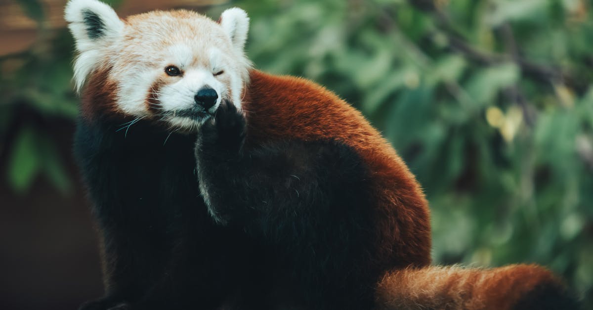 découvrez les menottes en fourrure, un accessoire ludique et élégant pour pimenter vos jeux de couple et explorer de nouvelles sensations en toute sécurité.