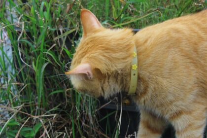 découvrez les menottes en fourrure, un accessoire ludique et doux, idéal pour pimenter vos moments de complicité tout en assurant confort et sécurité. parfait pour explorer vos envies avec élégance et fantaisie.