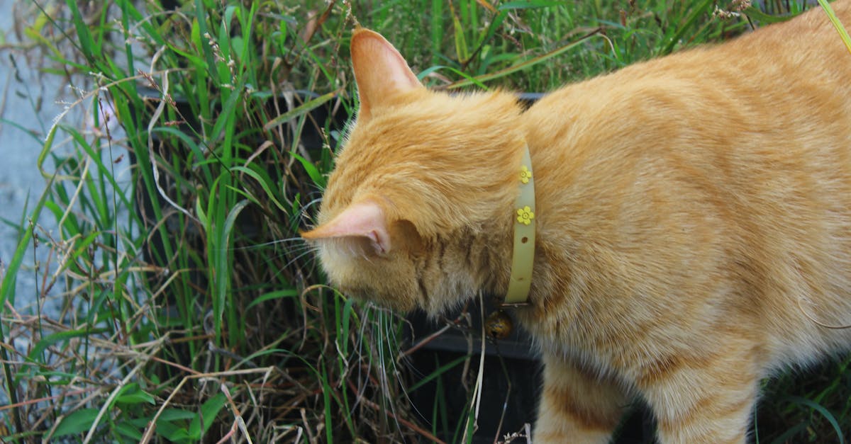 découvrez les menottes en fourrure, un accessoire ludique et doux, idéal pour pimenter vos moments de complicité tout en assurant confort et sécurité. parfait pour explorer vos envies avec élégance et fantaisie.