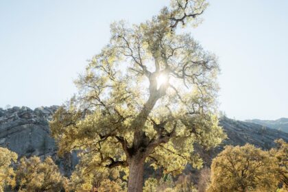 découvrez tout ce qu'il faut savoir sur l'orgasme : définitions, explications scientifiques, conseils pour mieux comprendre et améliorer votre plaisir sexuel.