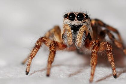 découvrez des conseils et astuces pour atteindre l’orgasme rapidement. guide pratique, explications et recommandations pour une satisfaction intime efficace et épanouissante.