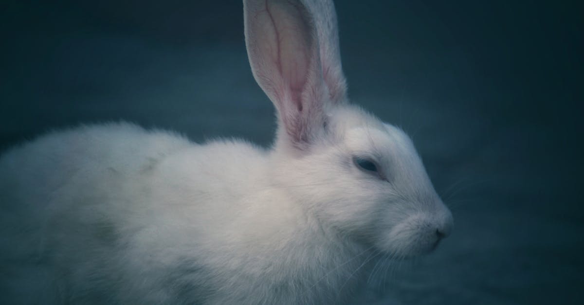 découvrez tout sur le lapin : son mode de vie, ses habitudes alimentaires, ses caractéristiques et des conseils pour en prendre soin. que vous soyez passionné ou curieux, explorez l'univers fascinant du lapin.