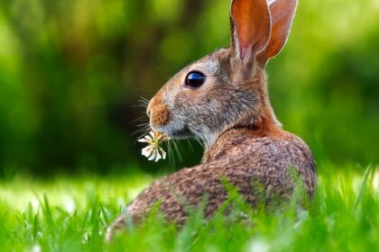 découvrez tout sur le lapin : ses caractéristiques, son habitat, son alimentation et des conseils pour l'élever ou l'adopter comme animal de compagnie.