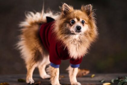 découvrez notre sélection de sex-toys pour pimenter votre intimité, explorer de nouveaux plaisirs et vivre des expériences sensuelles en toute discrétion. profitez de conseils et de produits adaptés à tous les désirs.