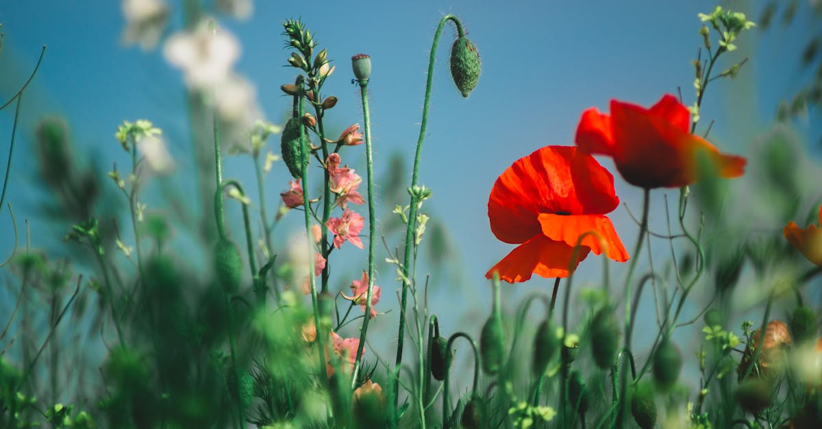 découvrez le concept de soft domination : une approche subtile et respectueuse du pouvoir dans les relations, qui mise sur la communication, la confiance et le consentement. explorez ses principes pour une expérience enrichissante et équilibrée.