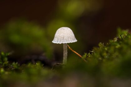 découvrez la soft domination, une approche subtile et bienveillante du pouvoir dans les relations, où le respect, la communication et la confiance sont au cœur de l’expérience.