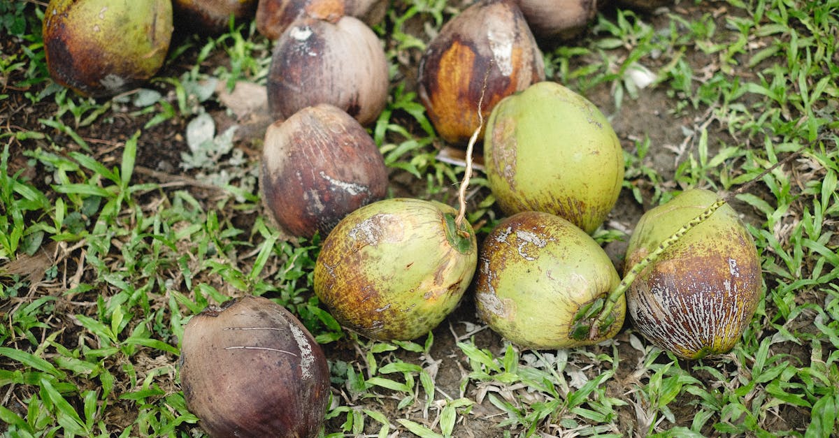 découvrez tout sur coco gauff, la jeune prodige du tennis, ses exploits, son parcours et ses actualités.