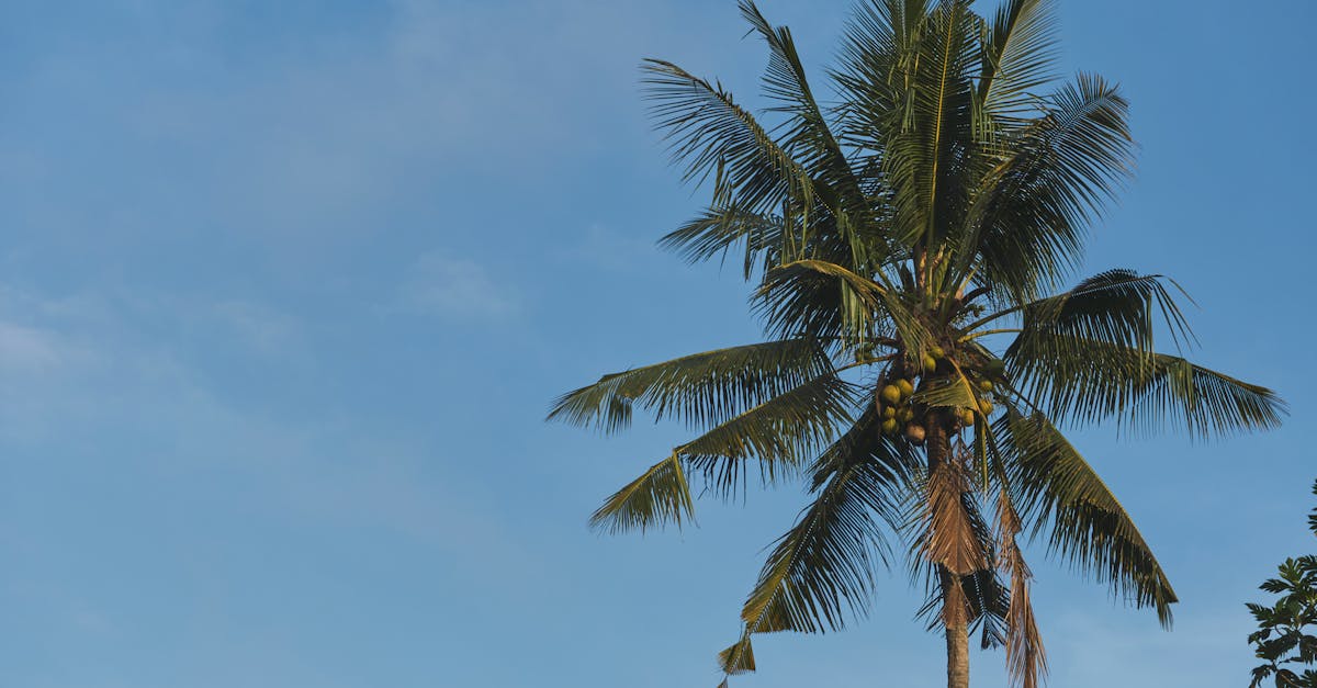 découvrez toute l'actualité, les performances et la carrière de coco gauff, la jeune prodige du tennis mondial.
