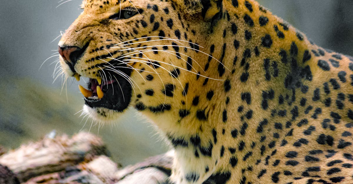 découvrez tout ce qu'il faut savoir sur le point g : anatomie, stimulation et conseils pour une meilleure expérience intime.