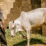 découvrez le rôle essentiel d'un farmer, expert en agriculture, qui cultive la terre et élève les animaux pour produire des aliments de qualité.