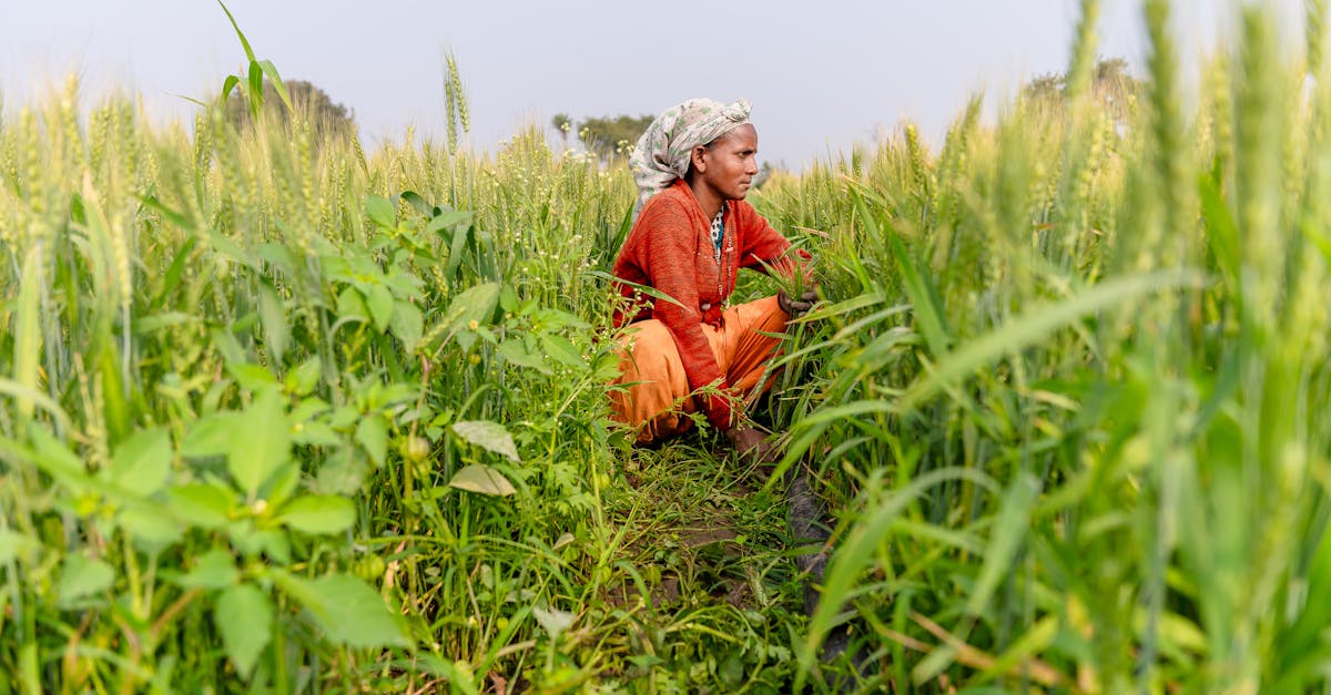 découvrez le métier de fermier : culture des terres, élevage d'animaux et gestion durable de la ferme pour produire des aliments de qualité.