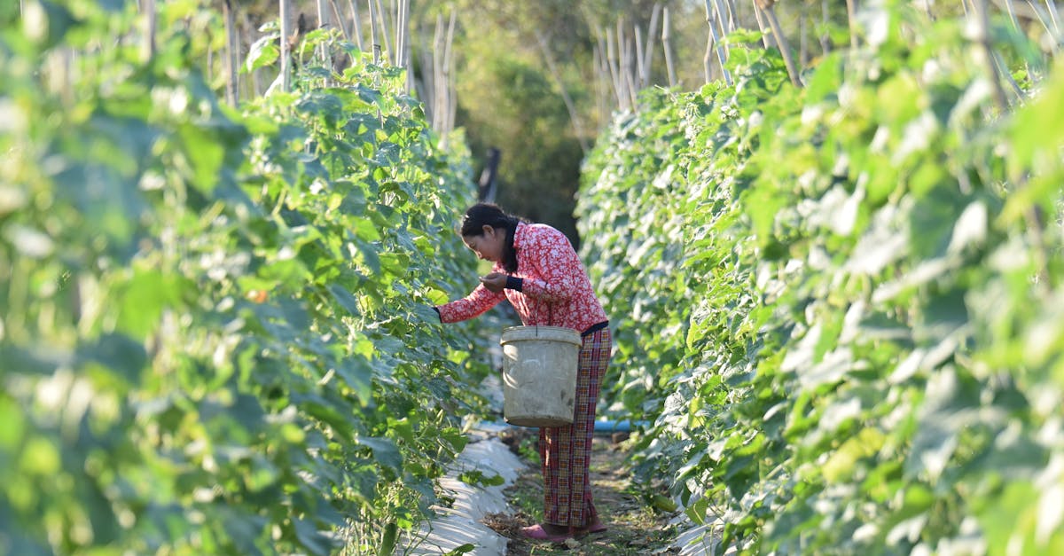 découvrez le quotidien d'un farmer : passion, travail de la terre et élevage pour produire des aliments de qualité.