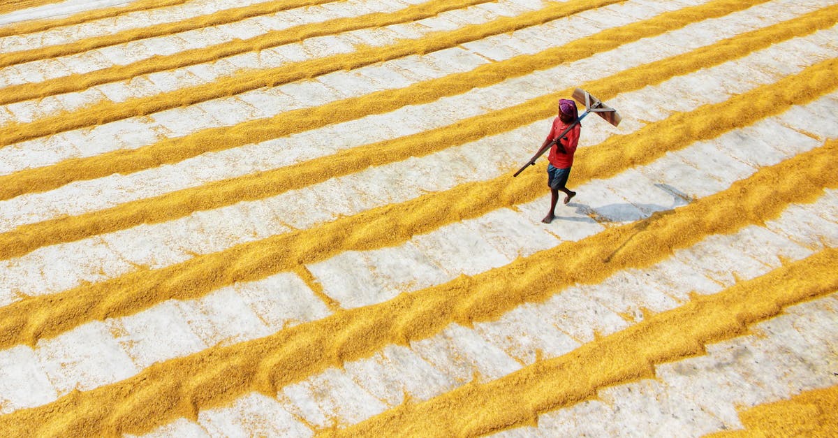 découvrez le métier de farmer : un acteur essentiel de l'agriculture, passionné par la culture des terres et l'élevage pour nourrir la population.