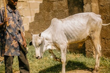 découvrez le rôle essentiel d'un farmer dans l'agriculture moderne, ses techniques de culture, et son impact sur la production alimentaire durable.