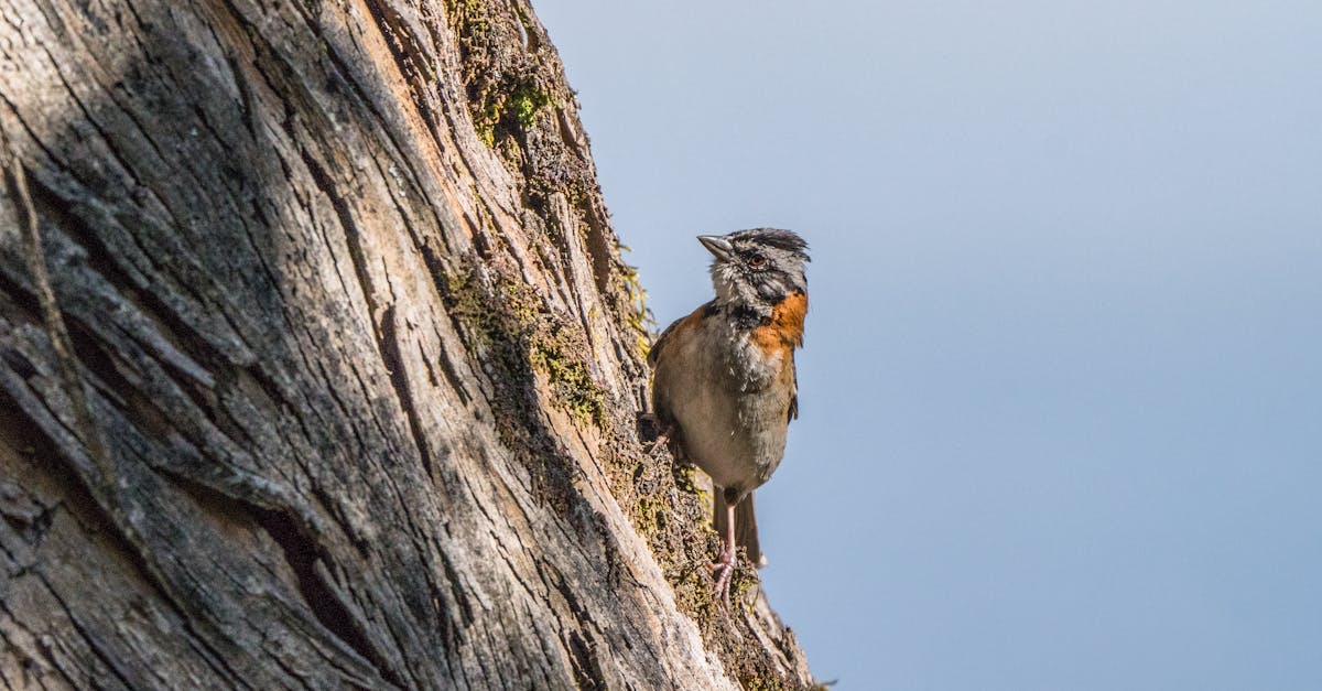 découvrez tout sur le pentagone, une figure géométrique à cinq côtés, ses propriétés, ses applications et son importance en mathématiques et en architecture.