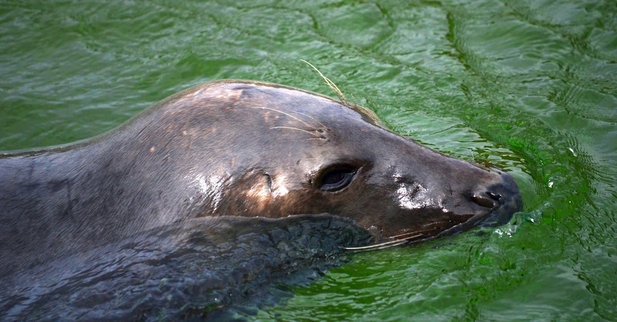 découvrez l'univers innovant de la sextech, alliant technologie et bien-être intime pour révolutionner votre expérience sexuelle.