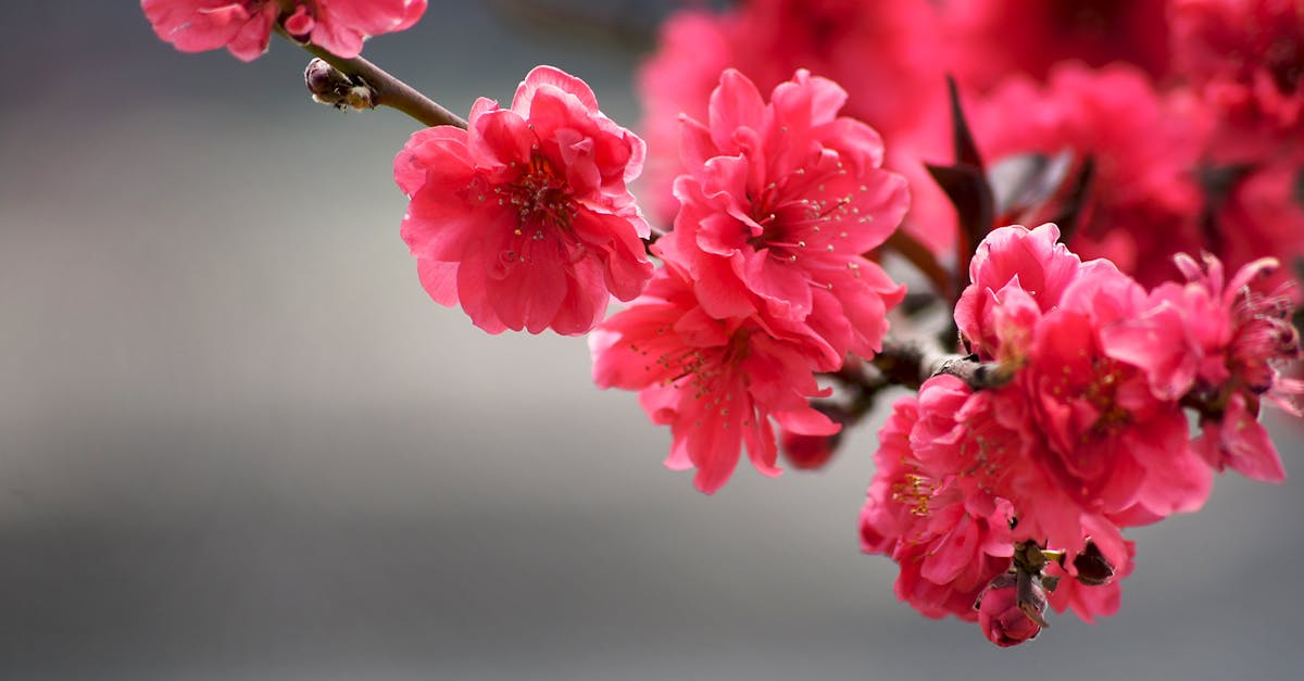 découvrez tout ce que vous devez savoir sur le cunnilingus, ses techniques, conseils et bienfaits pour une expérience intime enrichie et plaisante.