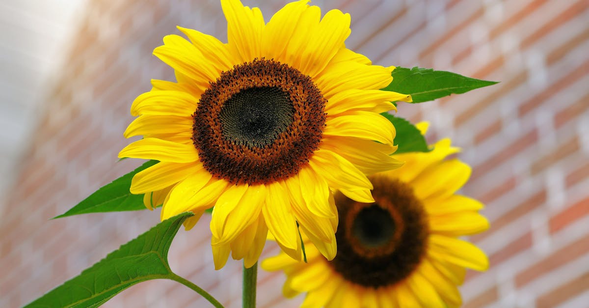 découvrez tout ce qu'il faut savoir sur le cunnilingus : techniques, conseils et bienfaits pour une expérience intime épanouissante.