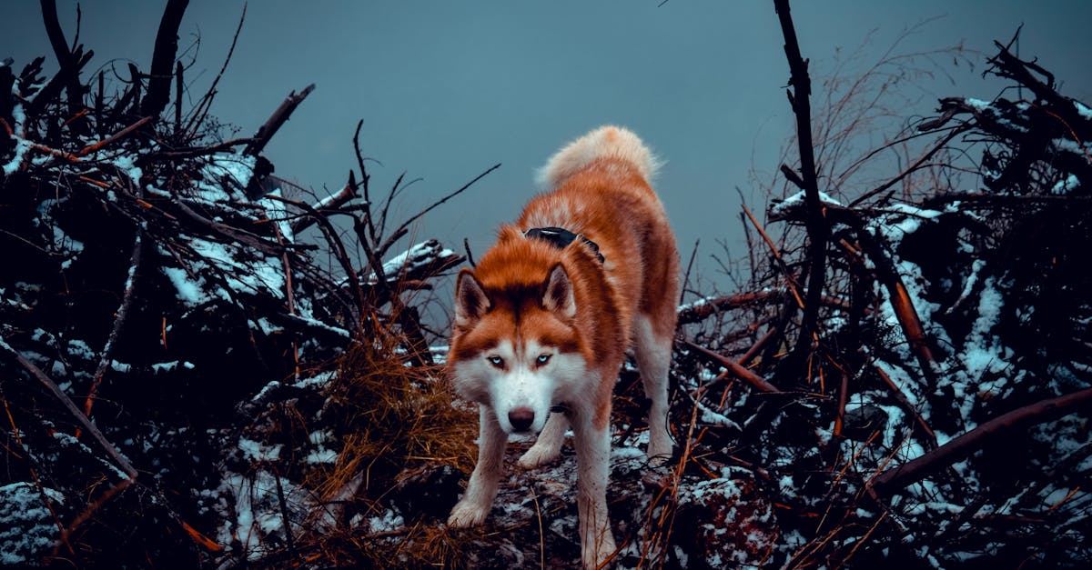 découvrez tout ce que vous devez savoir sur le terme « double penetration » dans un contexte respectueux et informatif. explorez des explications claires et adaptées.