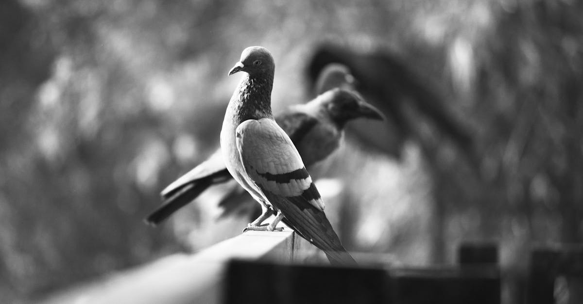 emmaüs est une association engagée dans la solidarité et la lutte contre l’exclusion, offrant un soutien aux personnes en difficulté grâce à des actions de réinsertion sociale et professionnelle.