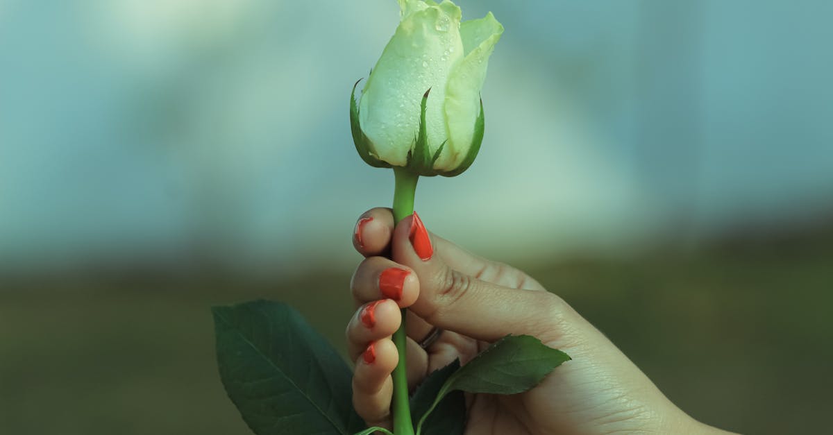 découvrez la position rosebud, une posture intime qui favorise la connexion et le confort. conseils et avantages pour enrichir votre expérience.