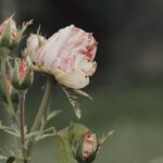 découvrez la position rosebud, une posture intime qui favorise la connexion et le confort entre partenaires. apprenez ses avantages et conseils pour une expérience agréable et sécurisée.