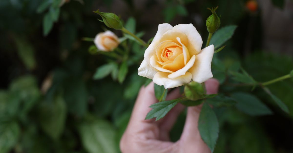découvrez la position rosebud, une posture intime qui favorise la proximité et le confort lors de vos moments à deux. conseils et astuces pour une expérience réussie.