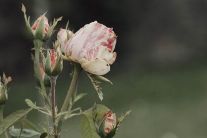 découvrez la position rosebud, une posture intime qui favorise la connexion et le confort entre partenaires. apprenez ses avantages et conseils pour une expérience agréable et sécurisée.