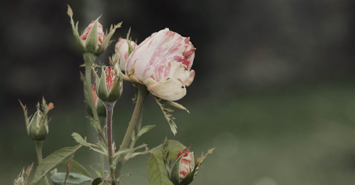 découvrez la position rosebud, une posture intime qui favorise la connexion et le confort entre partenaires. apprenez ses avantages et conseils pour une expérience agréable et sécurisée.